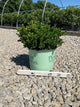 Buxus microphylla 'Little Missy'
