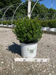 Buxus microphylla 'Sprinter'