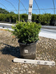 Buxus microphylla 'Franklin's Gem'