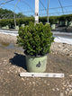 Buxus newgen 'Freedom'