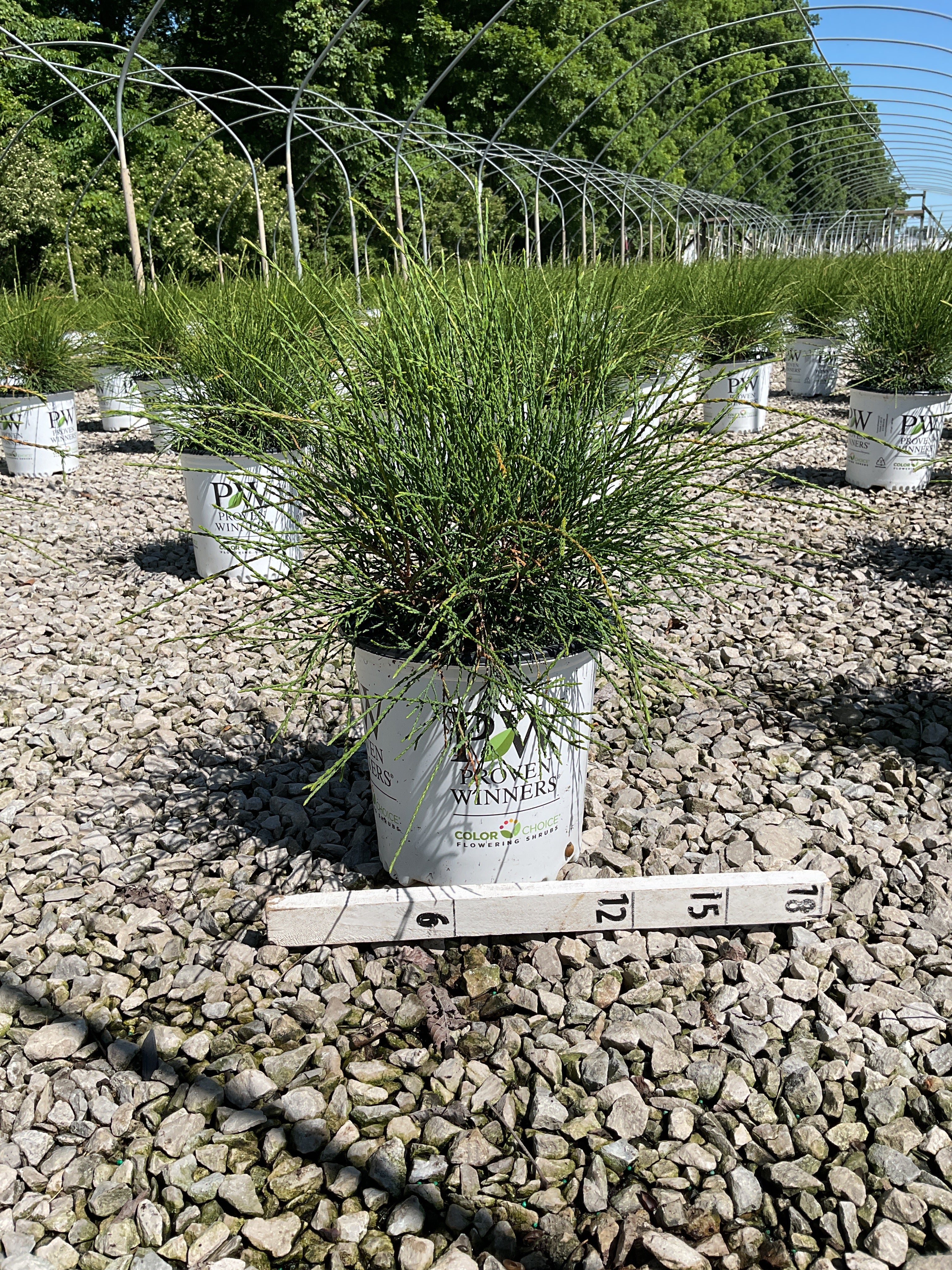 Thuja occidentalis ‘Whip It Good’