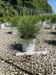 Thuja occidentalis ‘Whip It Good’