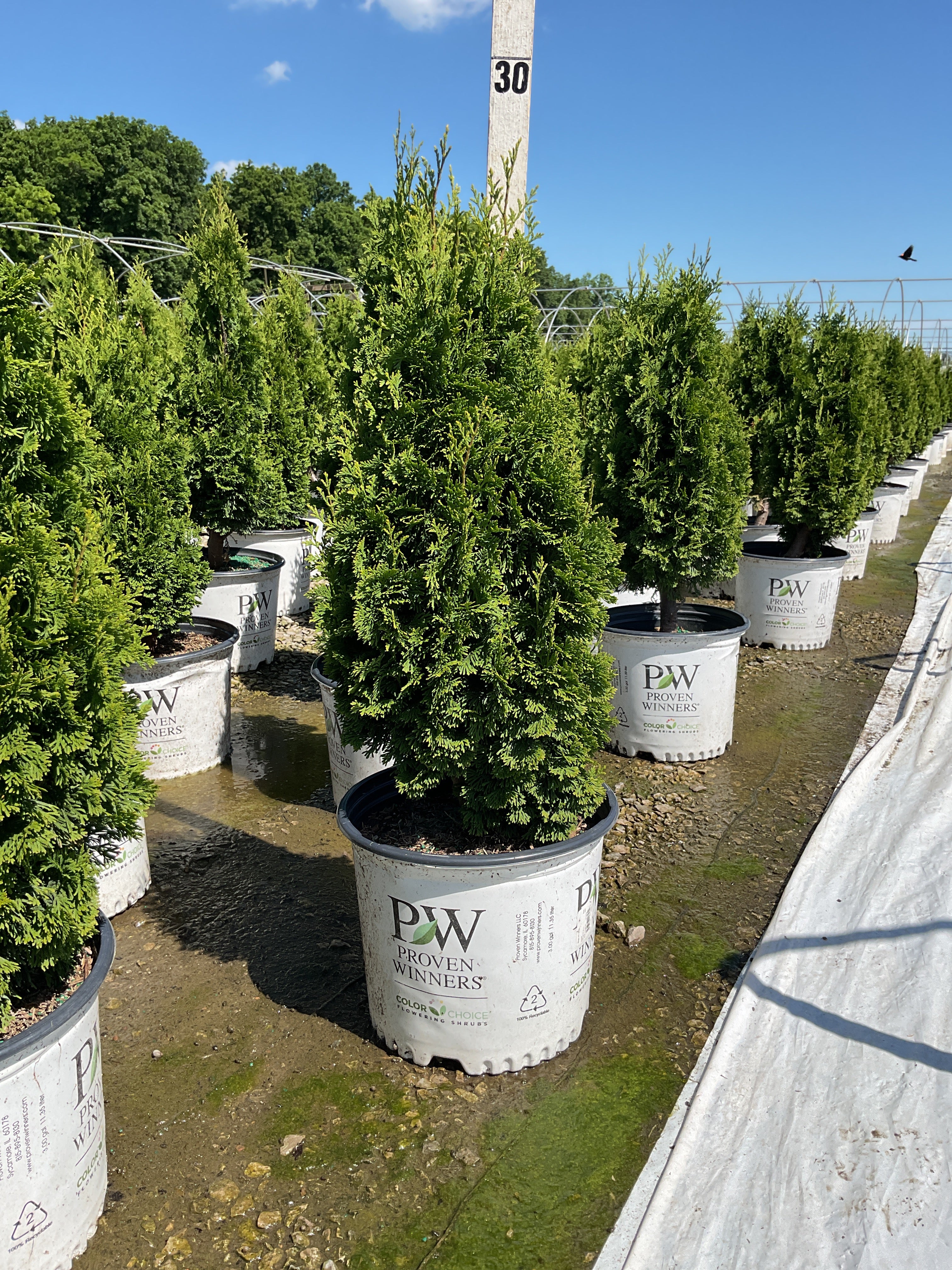 Thuja occidentalis 'Sting'