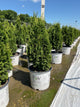 Thuja occidentalis 'Sting'