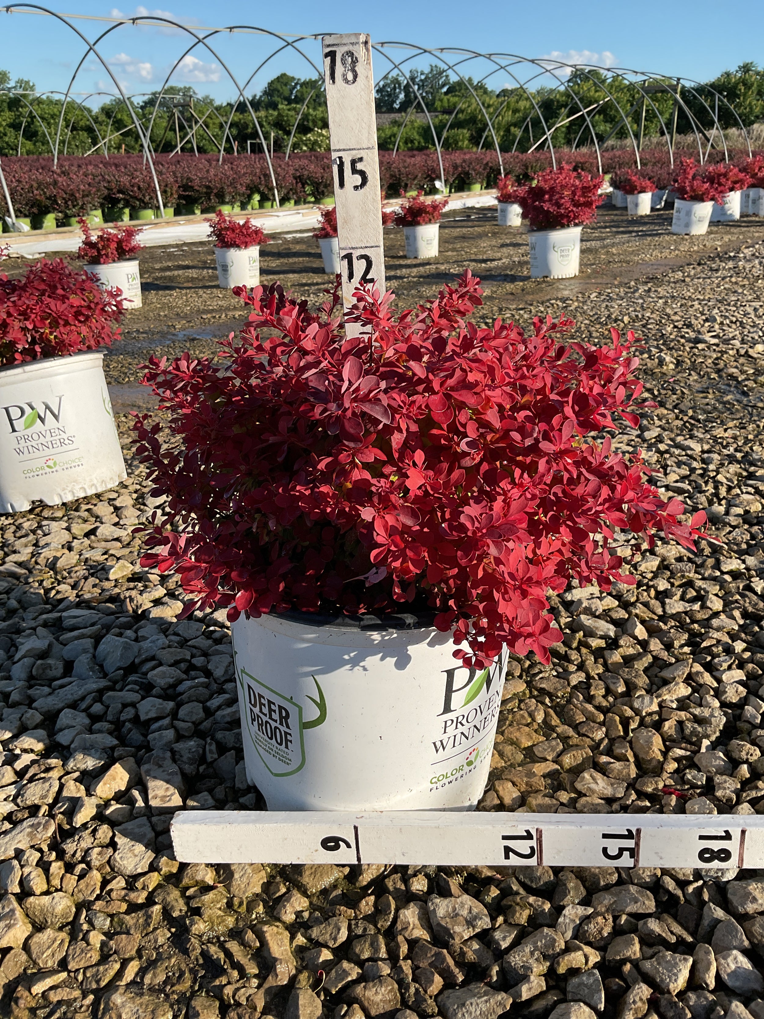 Berberis thunbergii 'NCBT4'