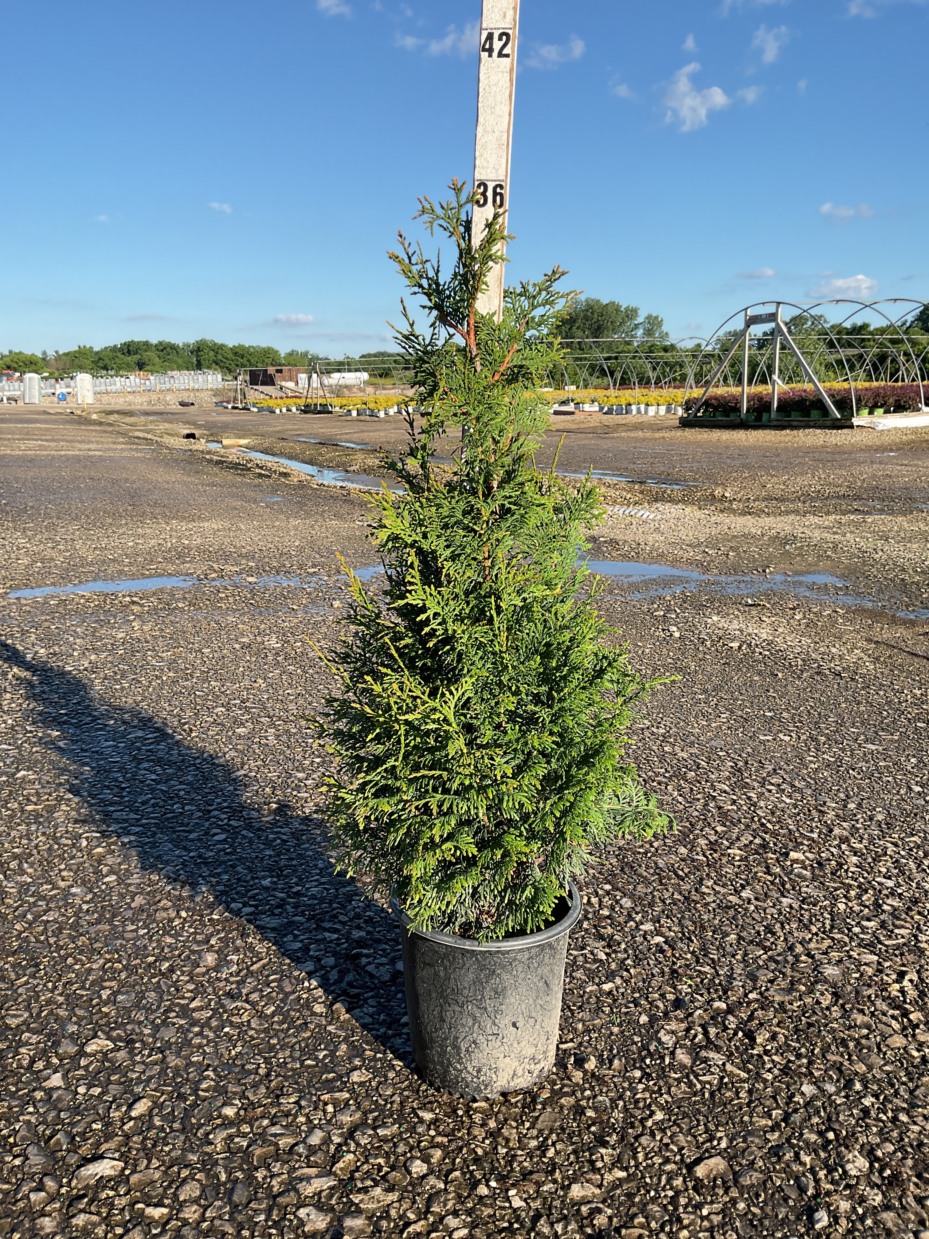 Thuja plicata 'Northern Spire'