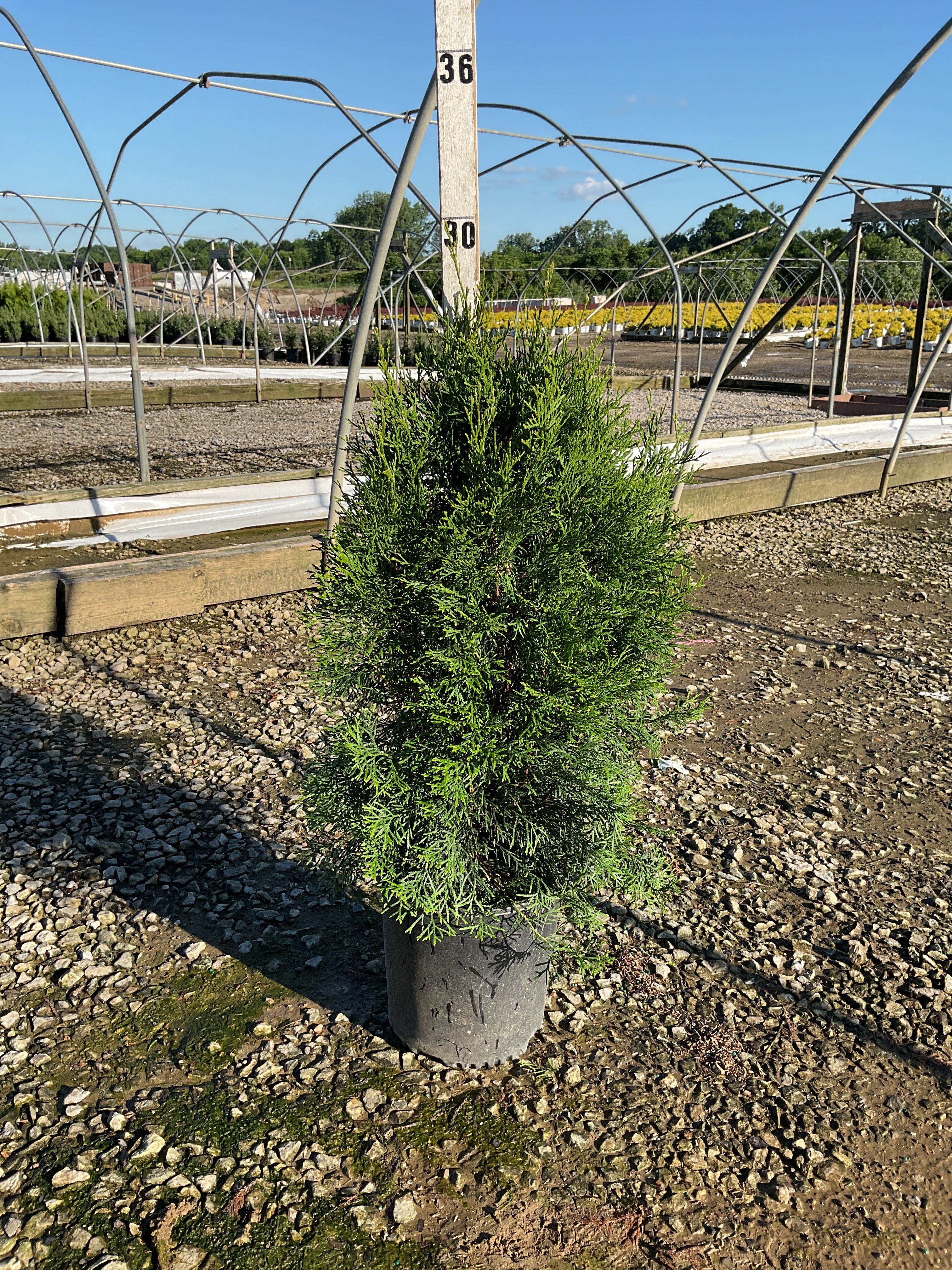 Thuja occidentalis 'Smaragd'