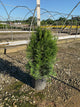 Thuja occidentalis 'Smaragd'