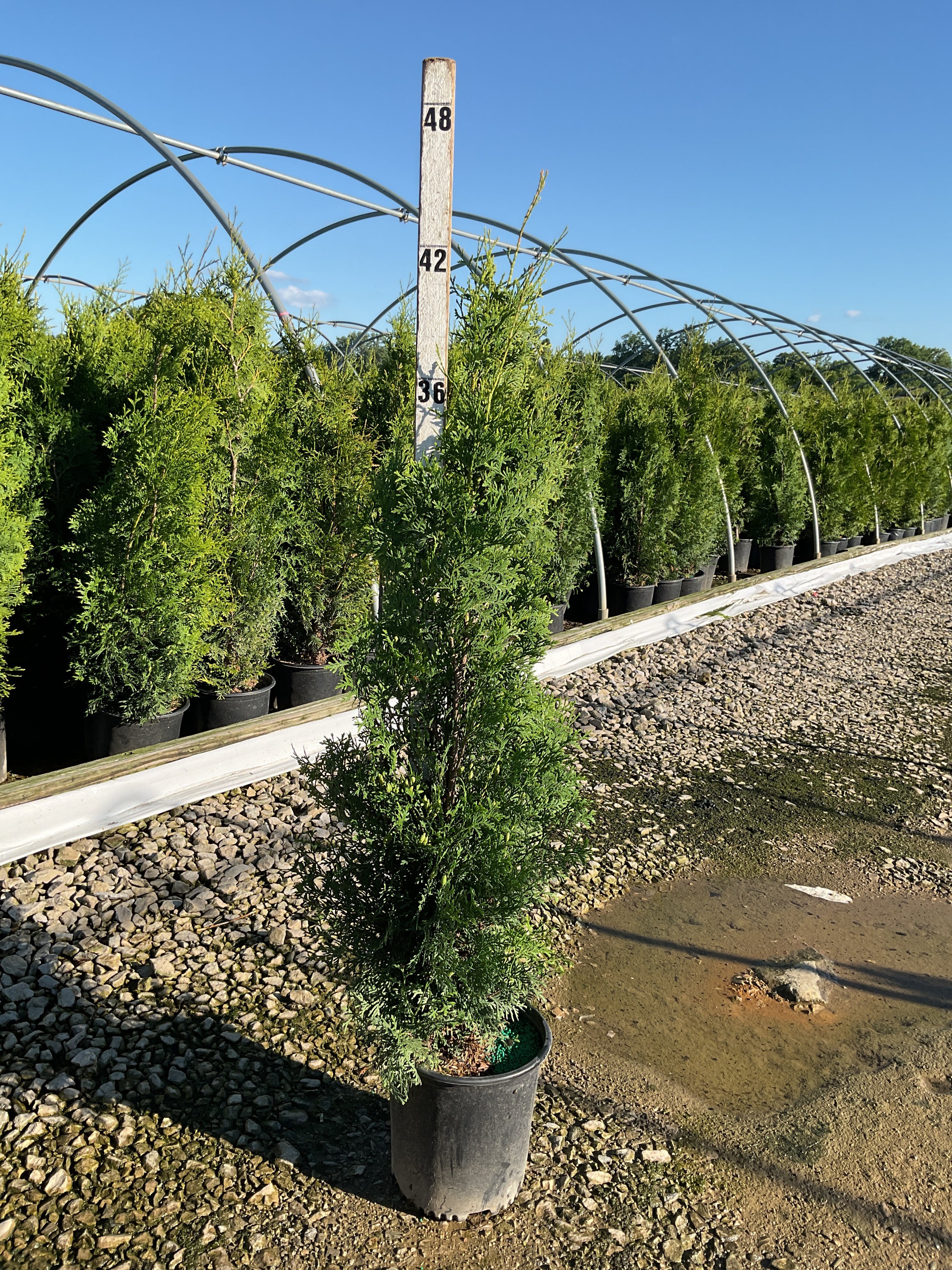 Thuja occidentalis 'King of Brabant'