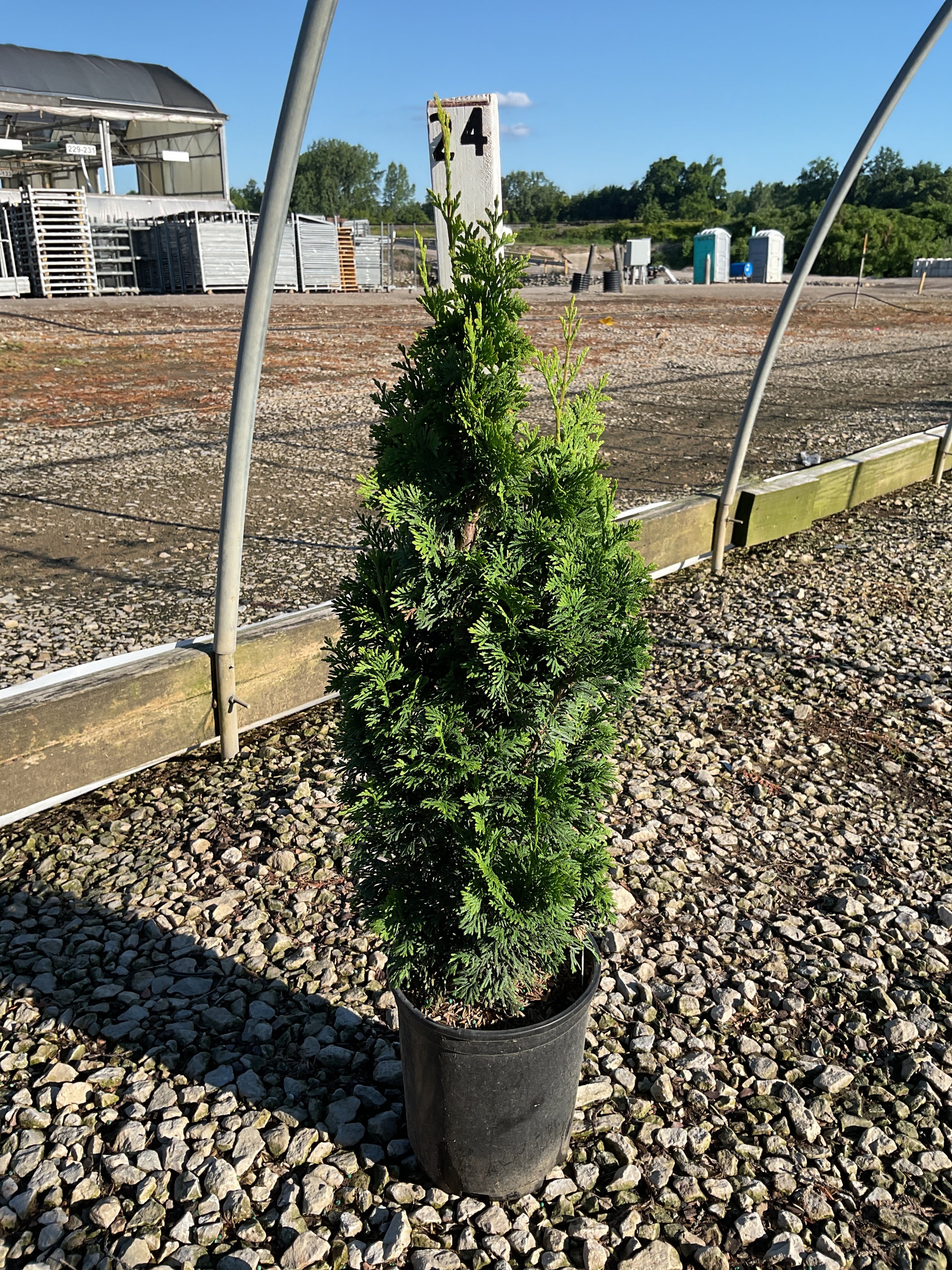 Thuja occidentalis 'Sting'