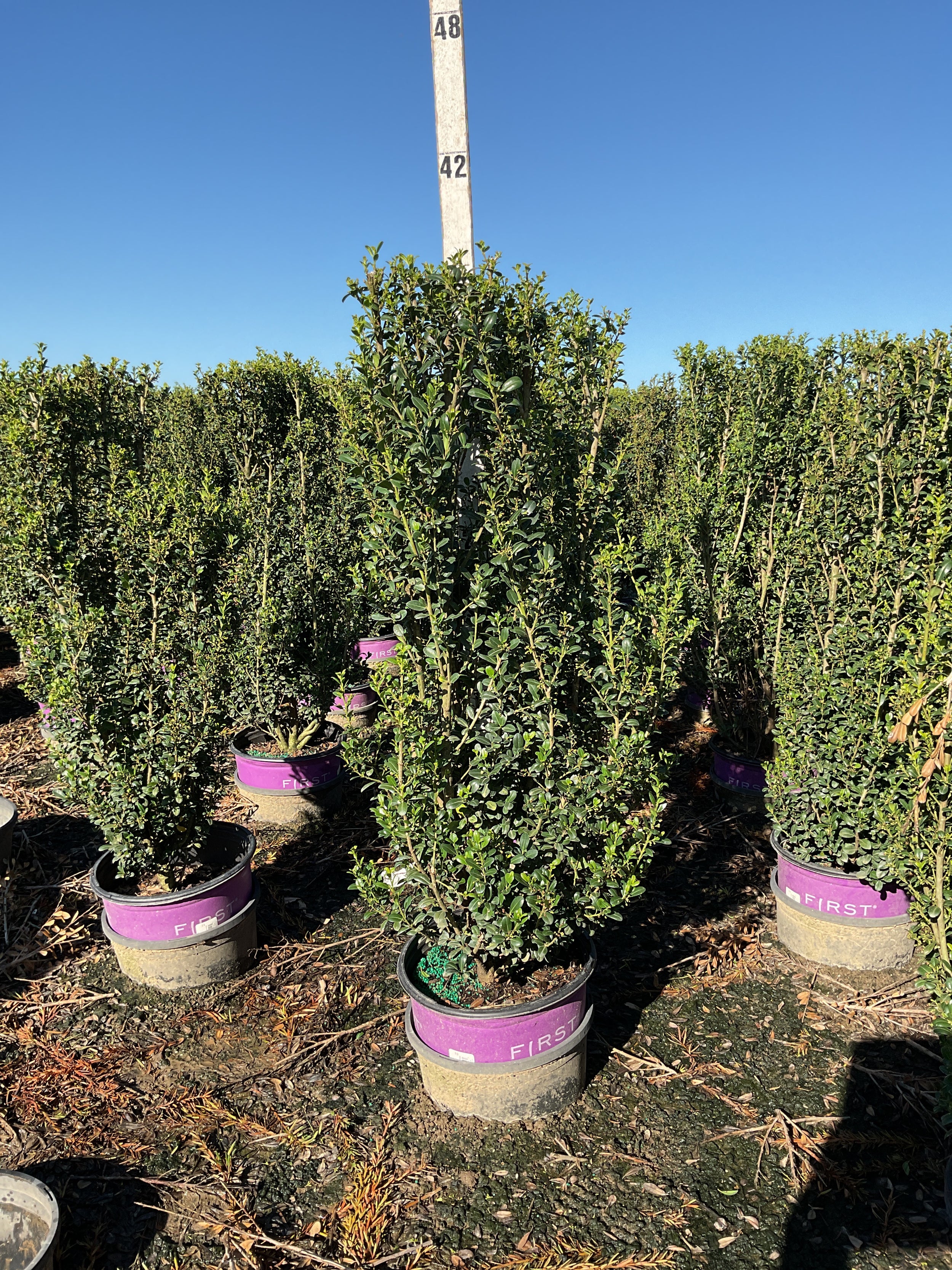 Ilex crenata 'Chubby Hubby'