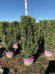 Ilex crenata 'Chubby Hubby'
