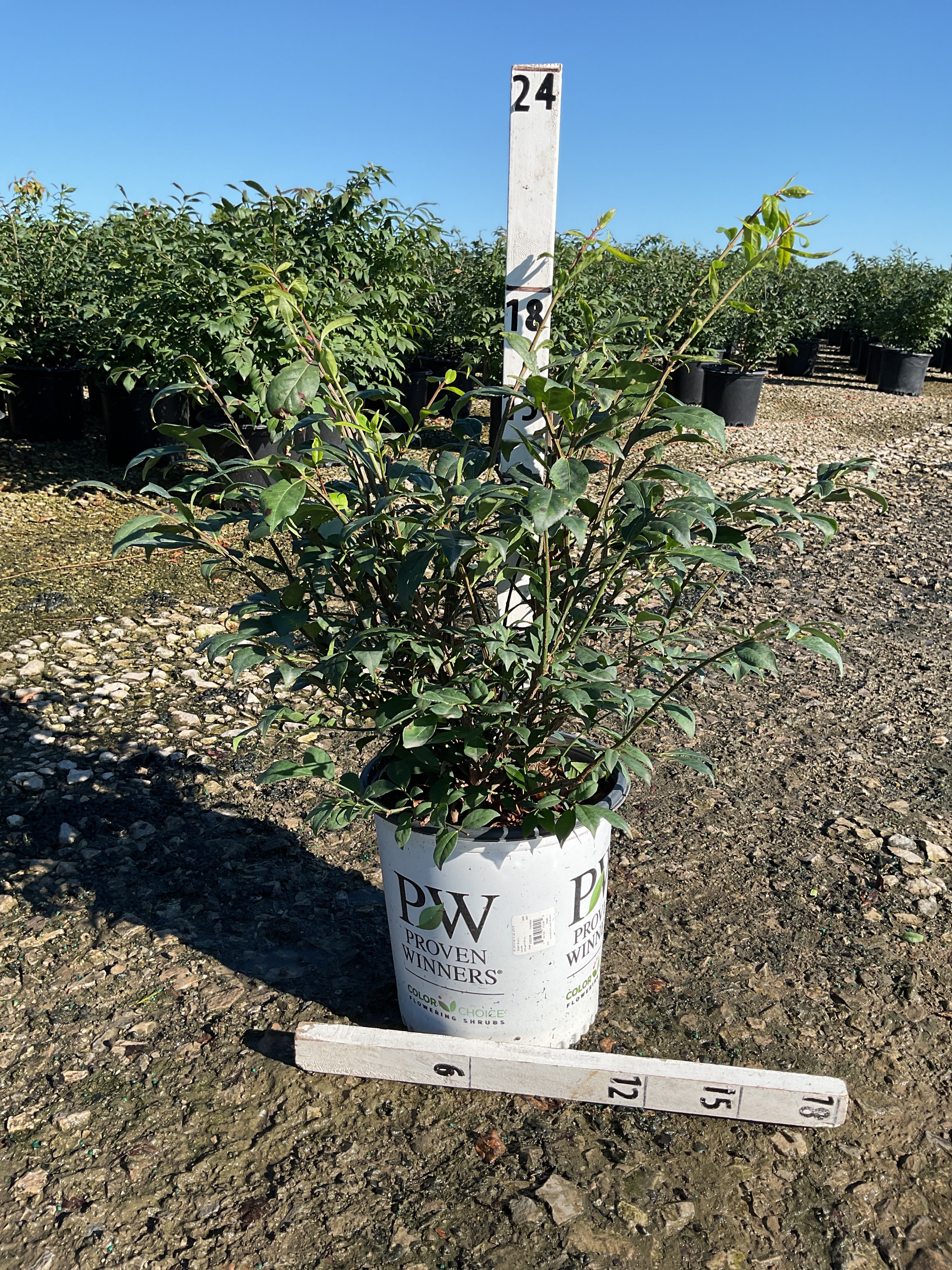 Euonymus alatus 'Select'