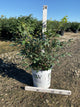 Euonymus alatus 'Select'