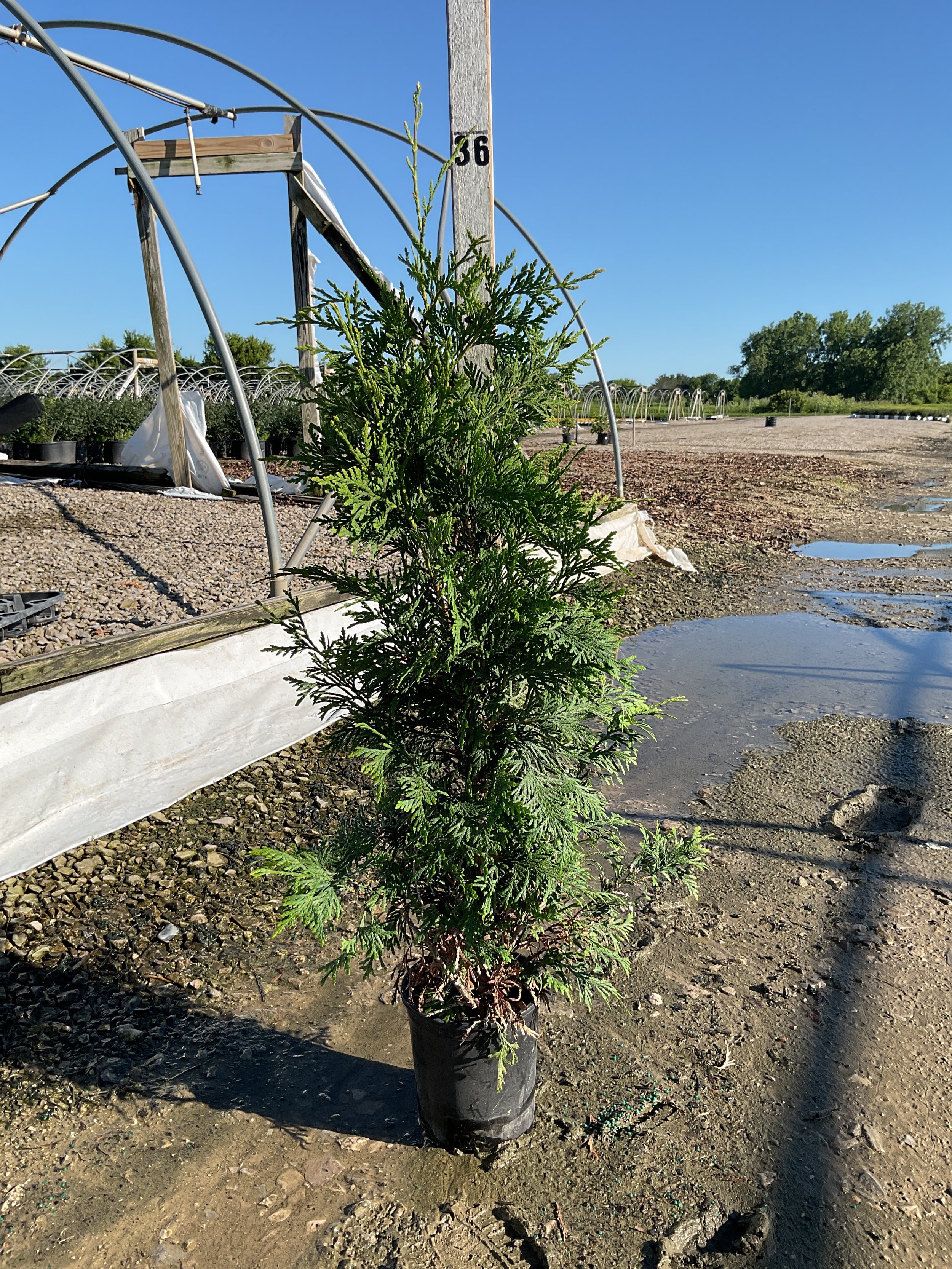 Thuja plicata 'Green Giant'