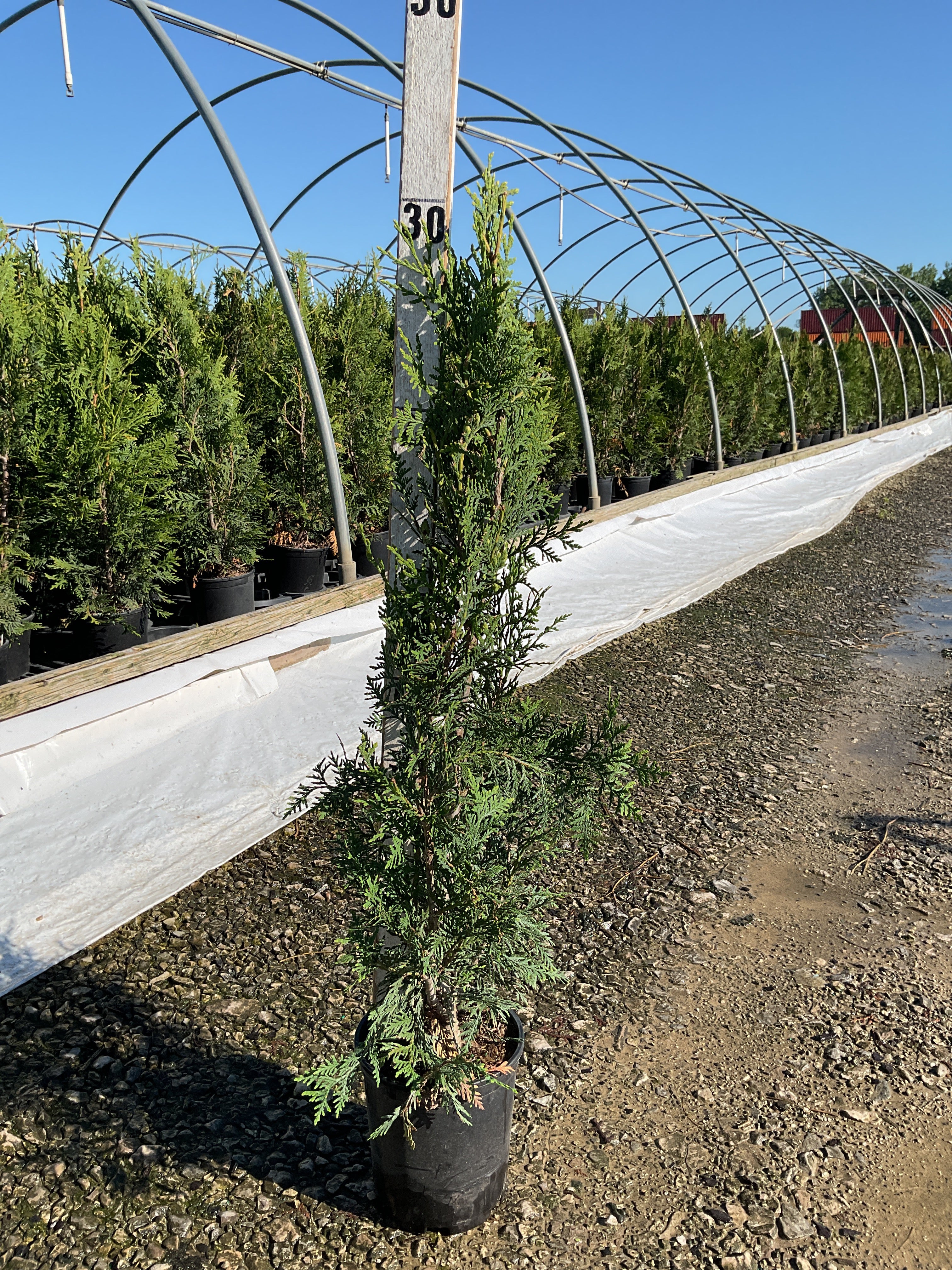 Thuja occidentalis 'American Pillar'