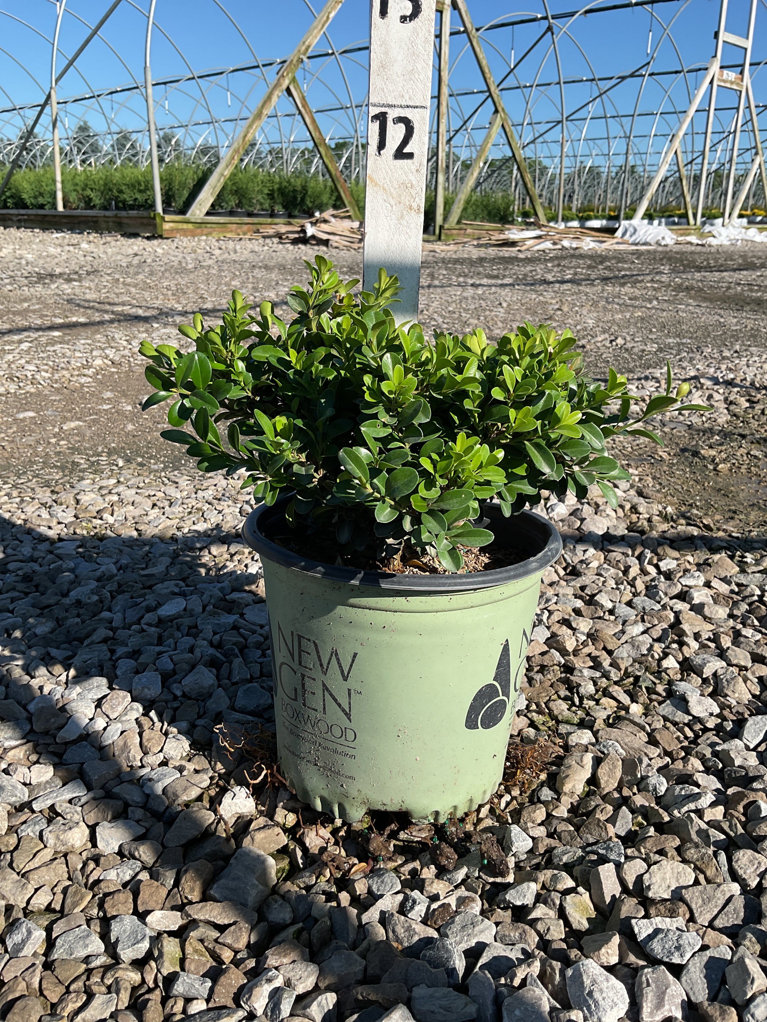 Buxus newgen 'Independence'