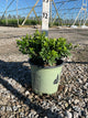 Buxus newgen 'Independence'