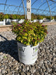 Spiraea japonica 'Yan'