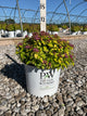 Spiraea japonica 'Yan'