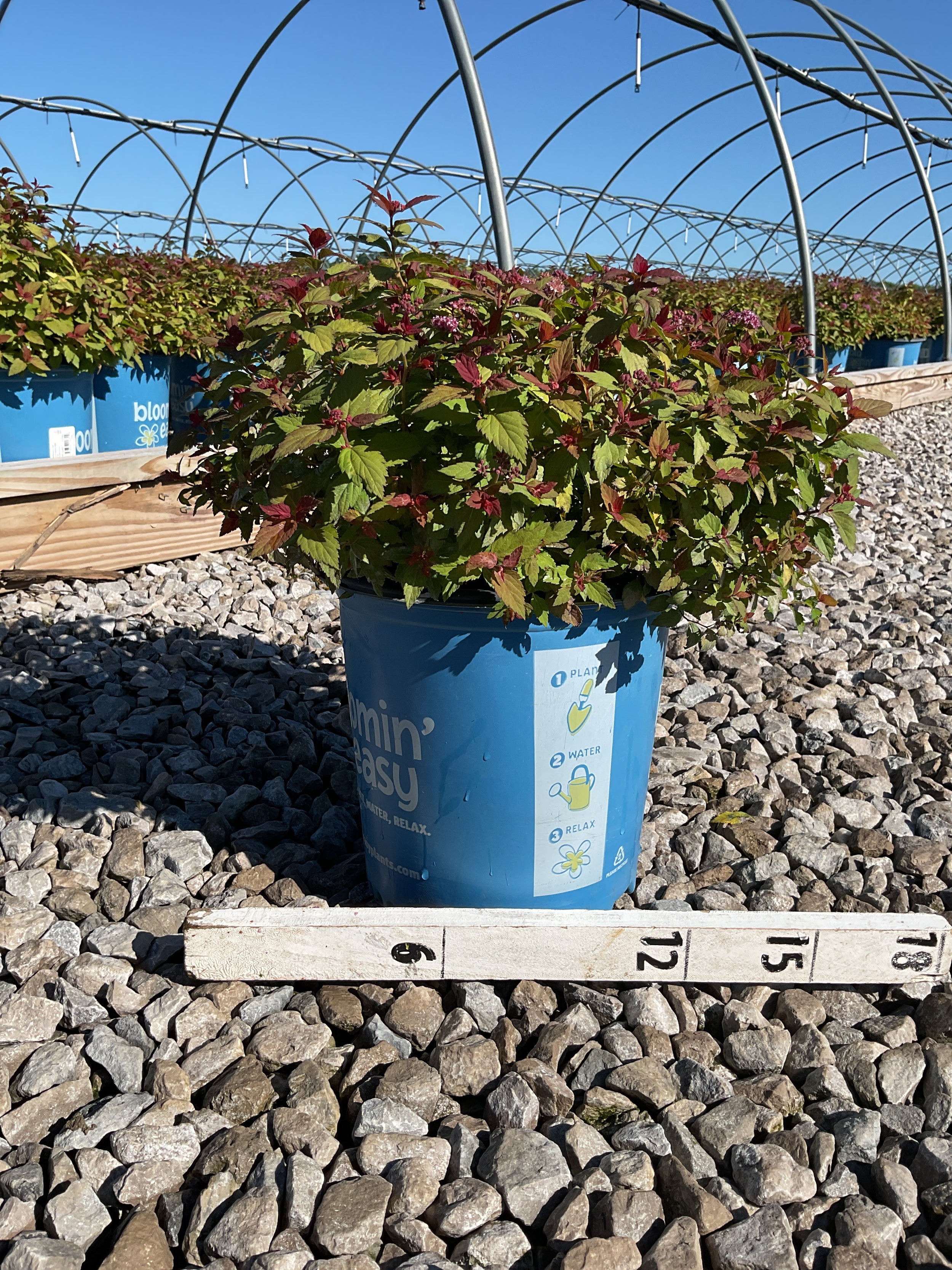 Spiraea JAP 'Rainbow Fizz'