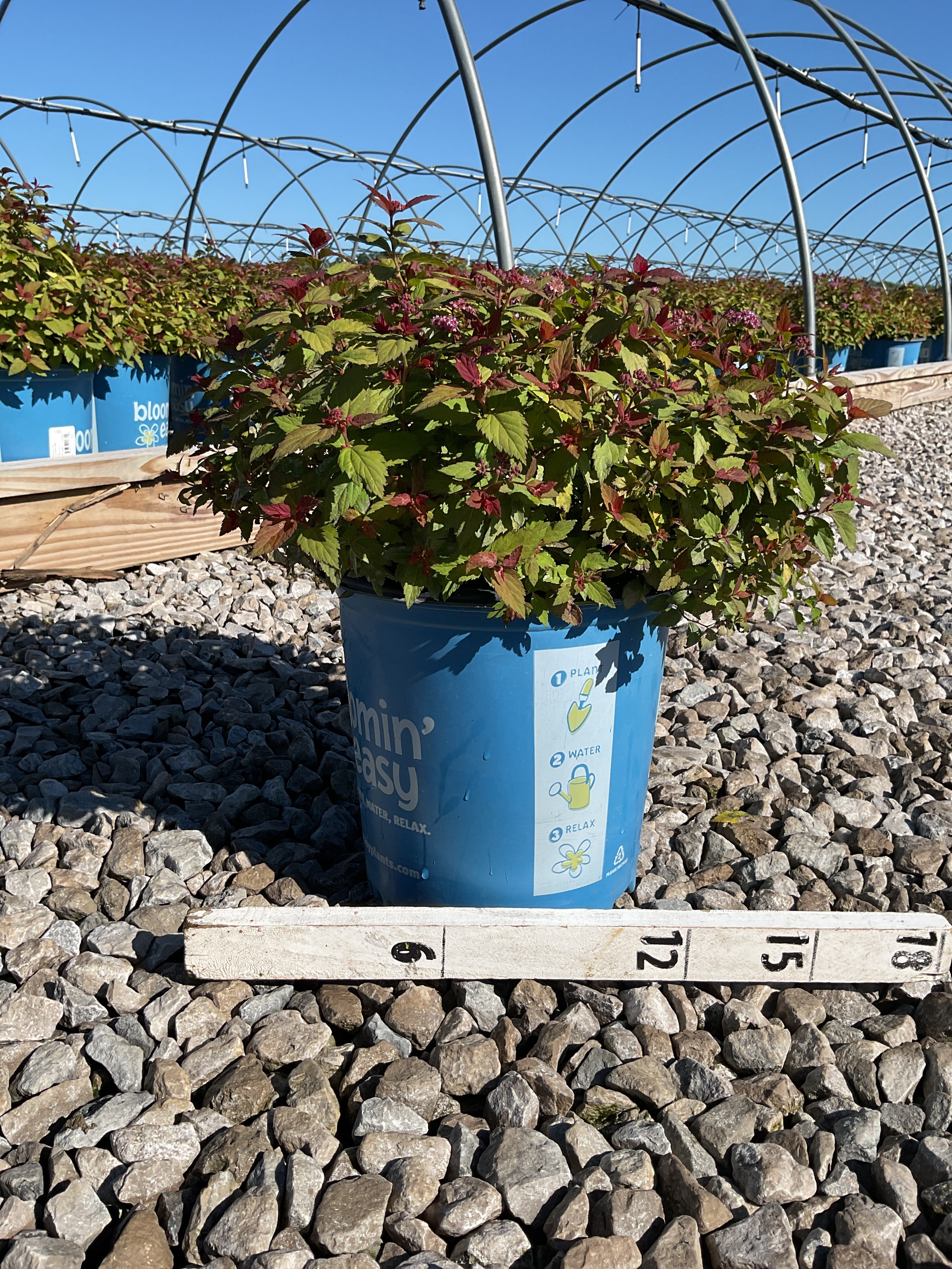Spiraea JAP 'Rainbow Fizz'