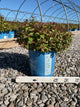 Spiraea JAP 'Rainbow Fizz'