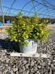 Spiraea BET 'Glow Girl'