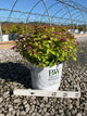 Spiraea JAP 'Dbl Play Dolly'