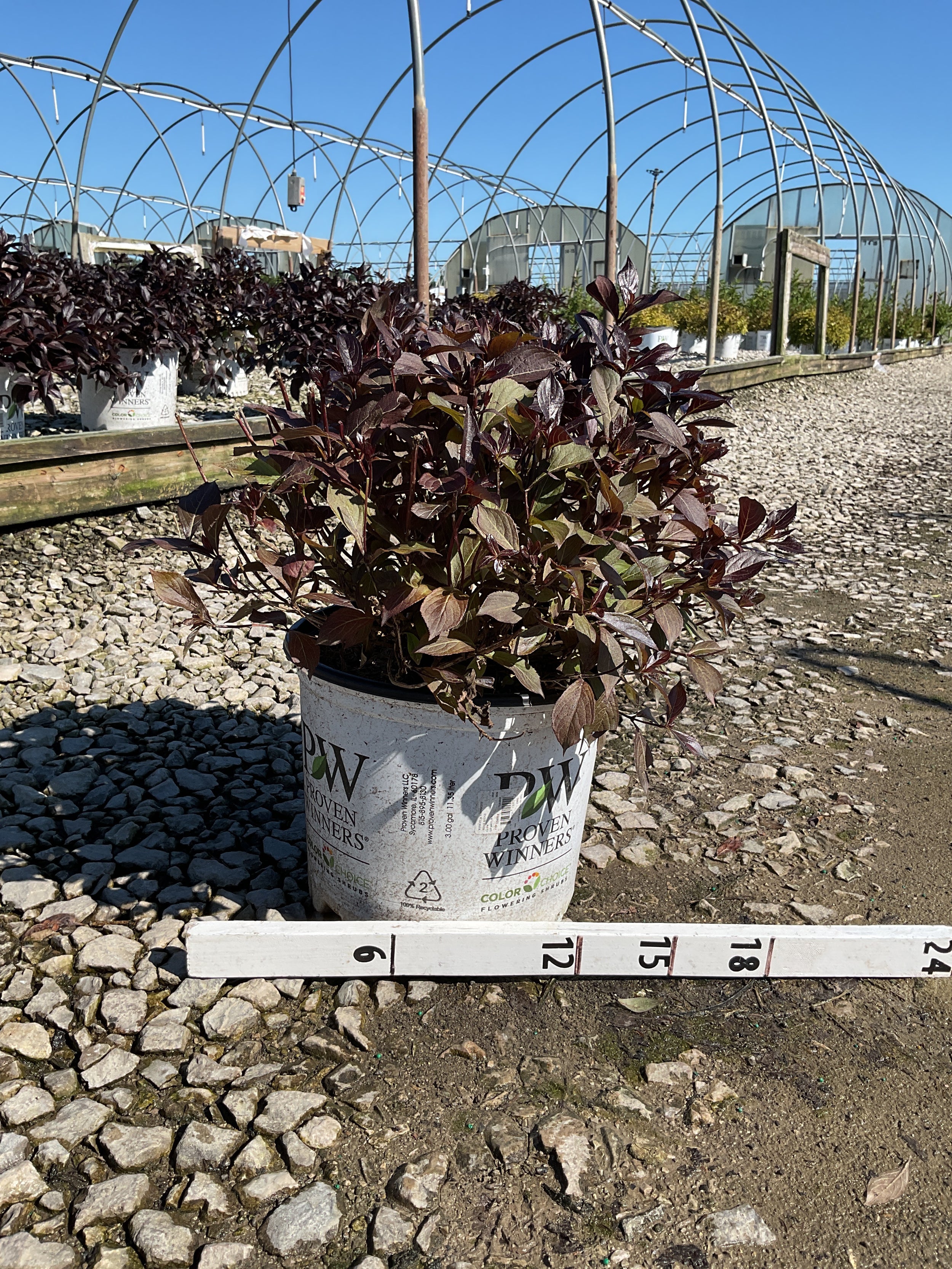 Weigela florida 'Elvera'