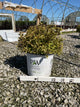 Weigela bubbly 'Wine'