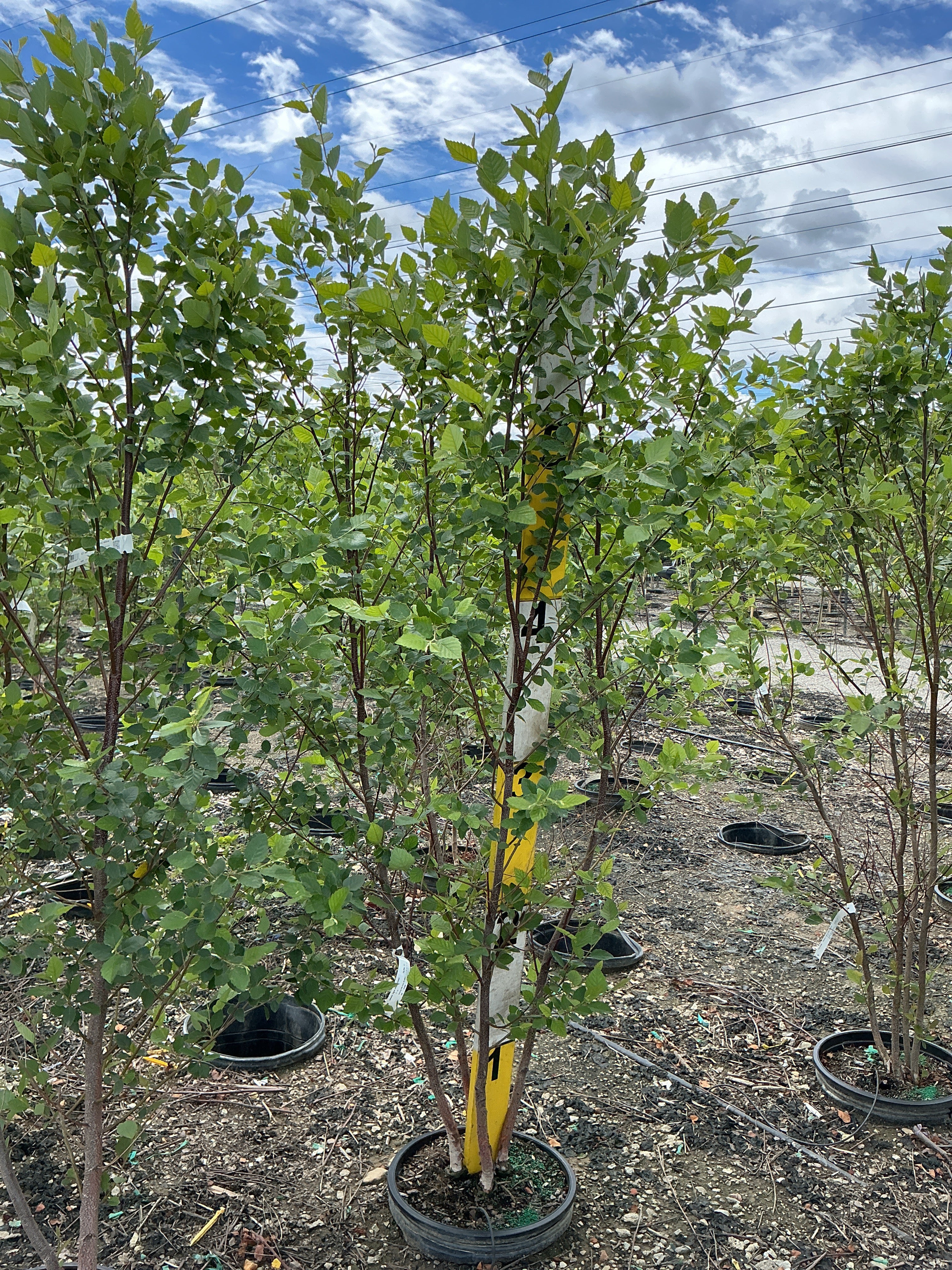 Betula nigra 'City Slicker'