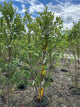 Betula nigra 'City Slicker'