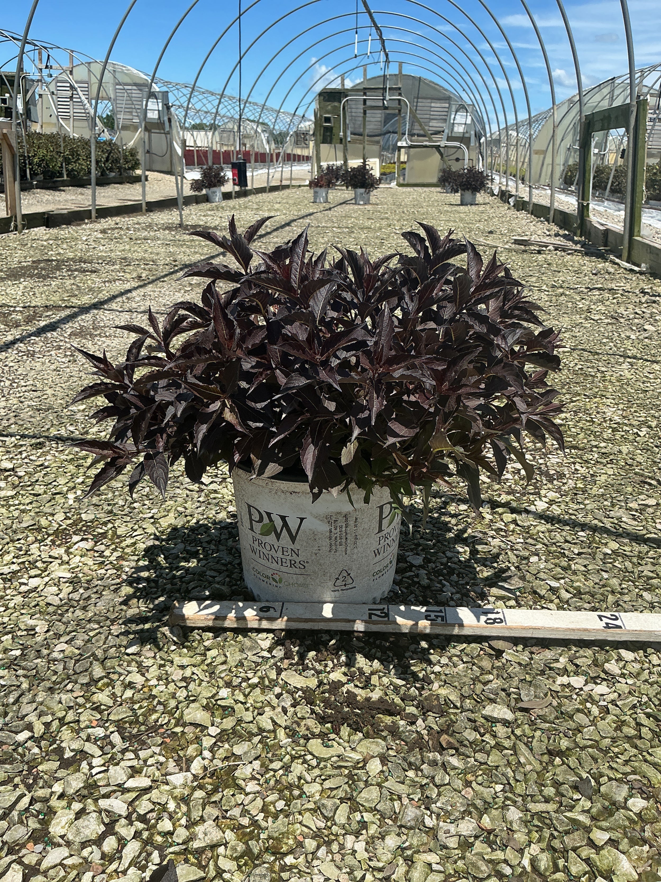 Weigela spilled 'Bokraspiwi'