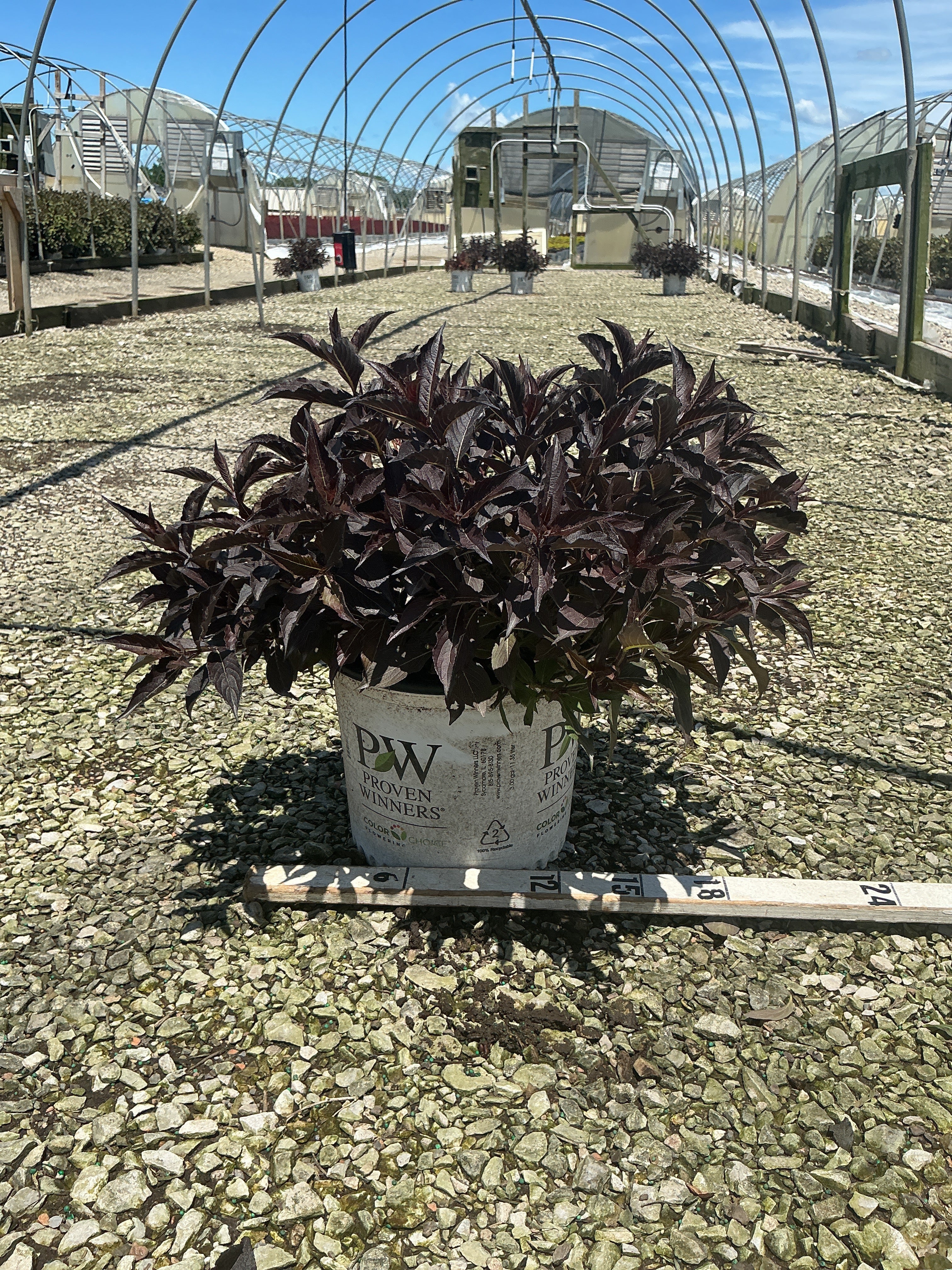 Weigela spilled 'Bokraspiwi'