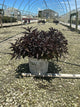 Weigela spilled 'Bokraspiwi'