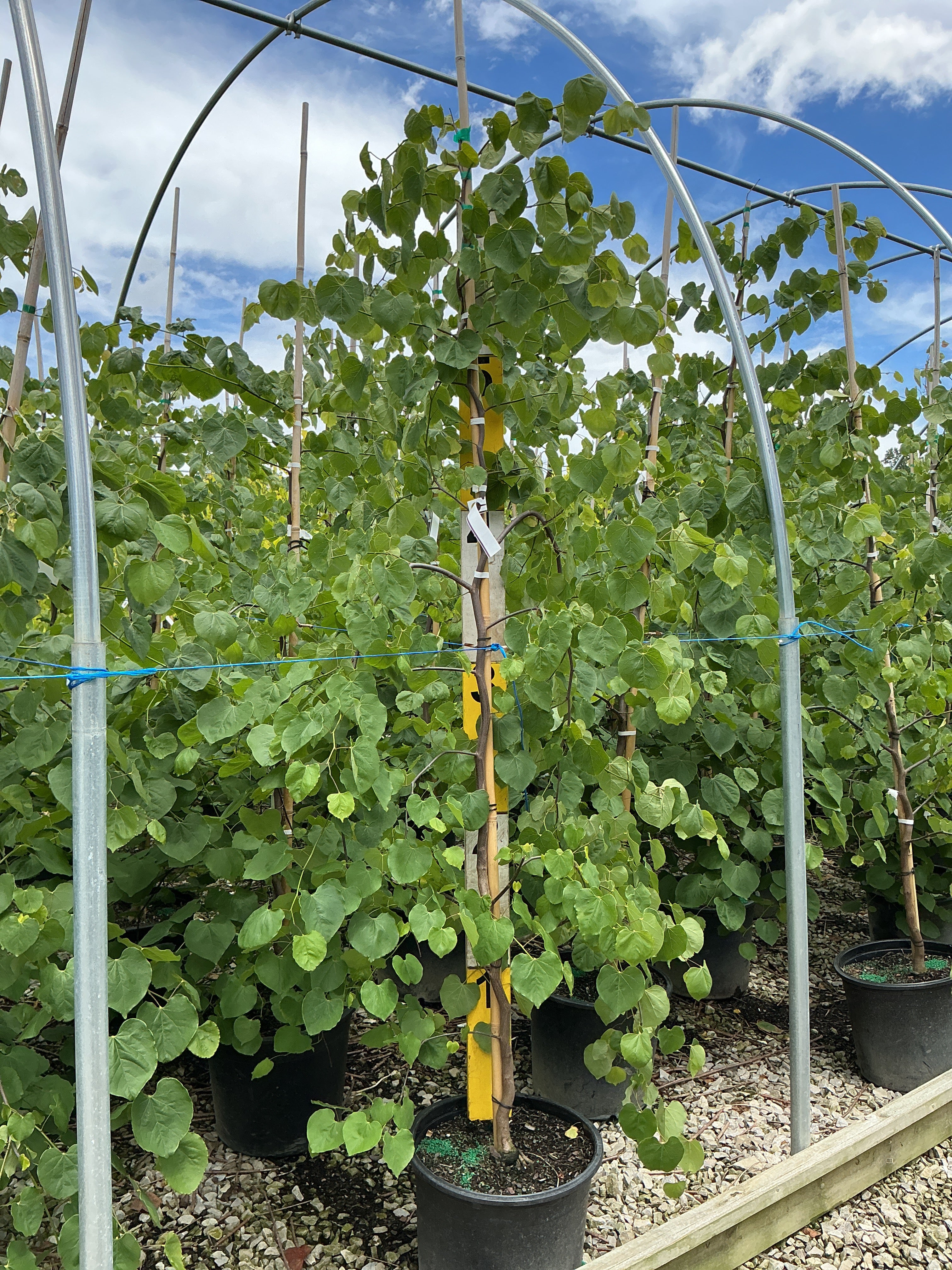 Cercis canadensis 'Covey'