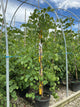 Cercis canadensis 'Covey'