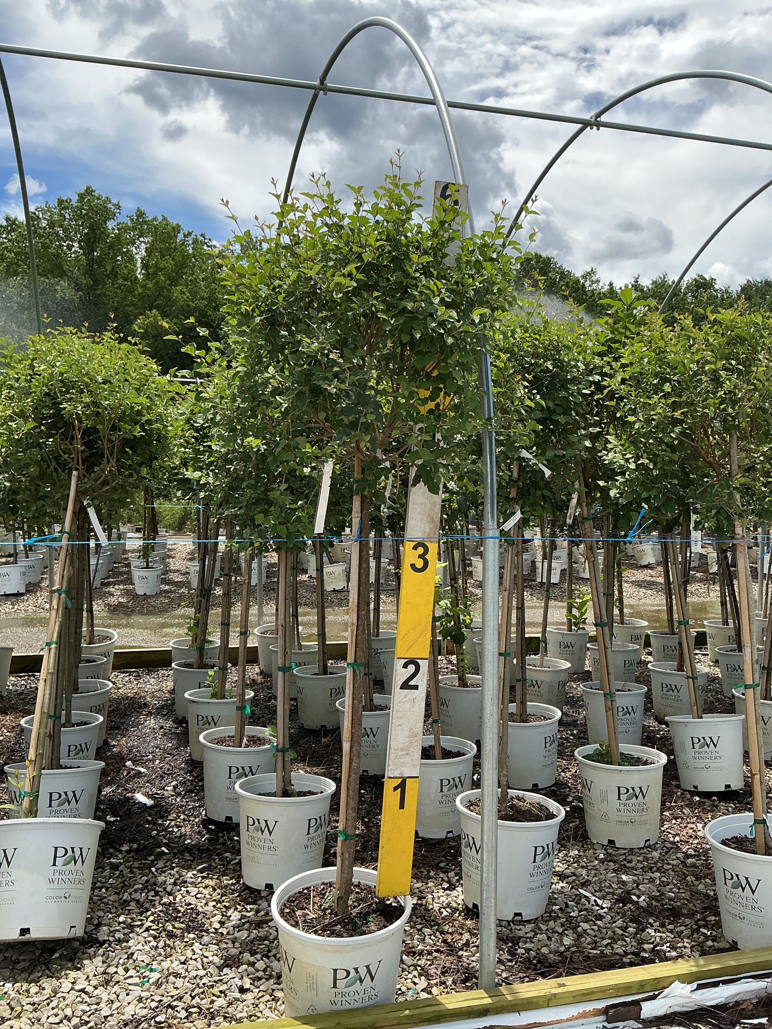 Syringa x 'Penda'