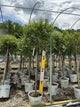 Syringa x 'Penda'