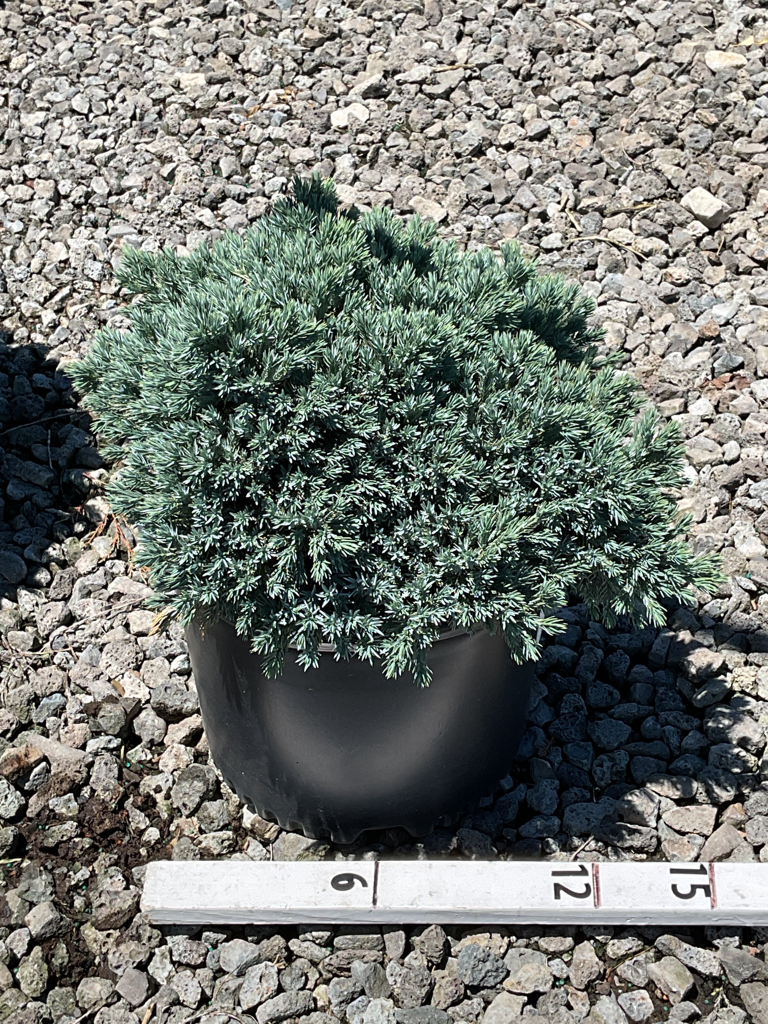 Juniperus squamata 'Blue Star'