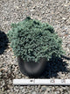 Juniperus squamata 'Blue Star'
