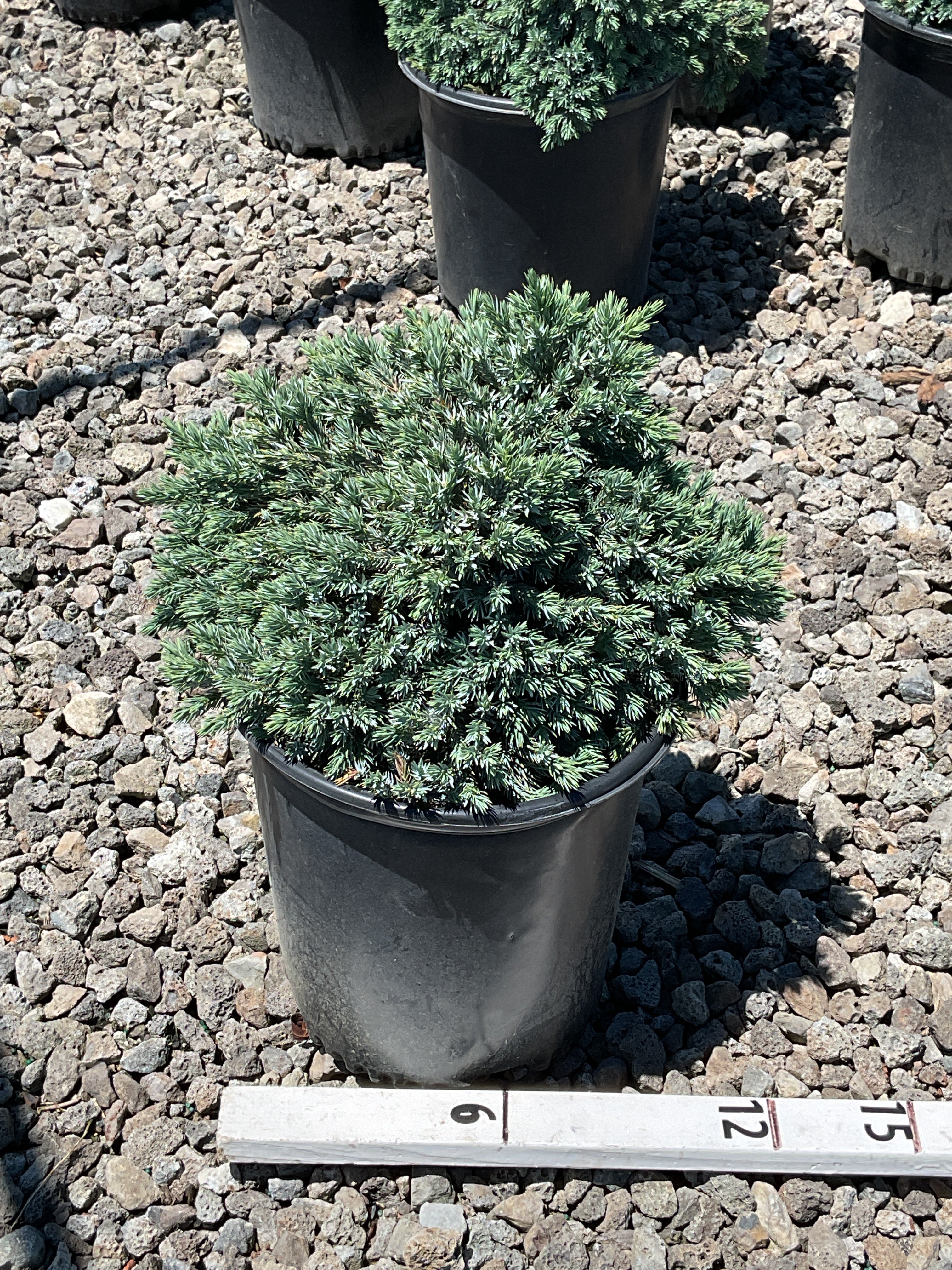 Juniperus squamata 'Blue Star'