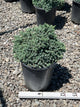 Juniperus squamata 'Blue Star'