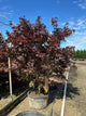 Acer palmatum 'Bloodgood'