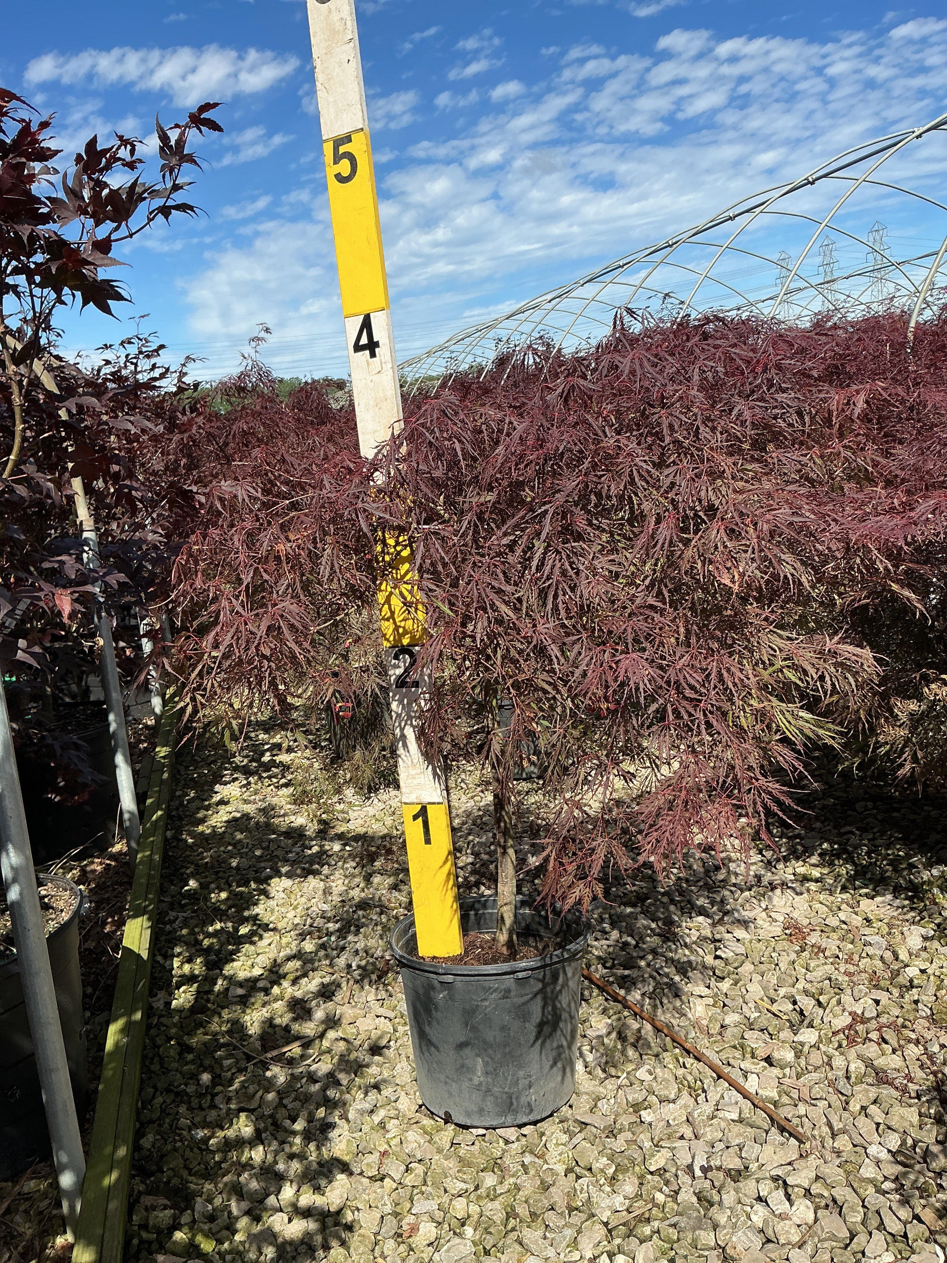 Acer palmatum var. dissectum 'Tamukeyama'