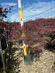 Acer palmatum var. dissectum 'Tamukeyama'