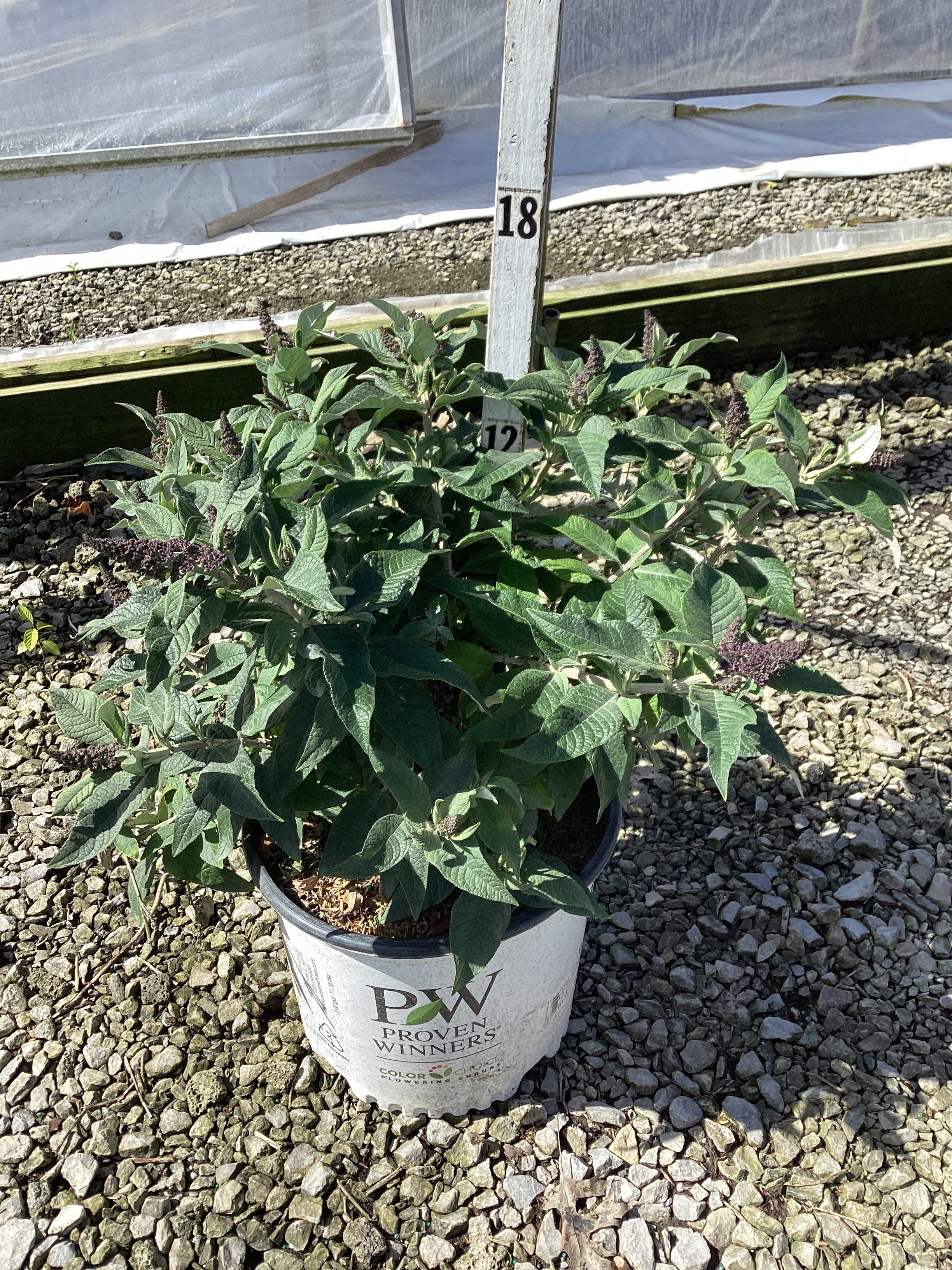 Buddleia 'Pugster Blue'