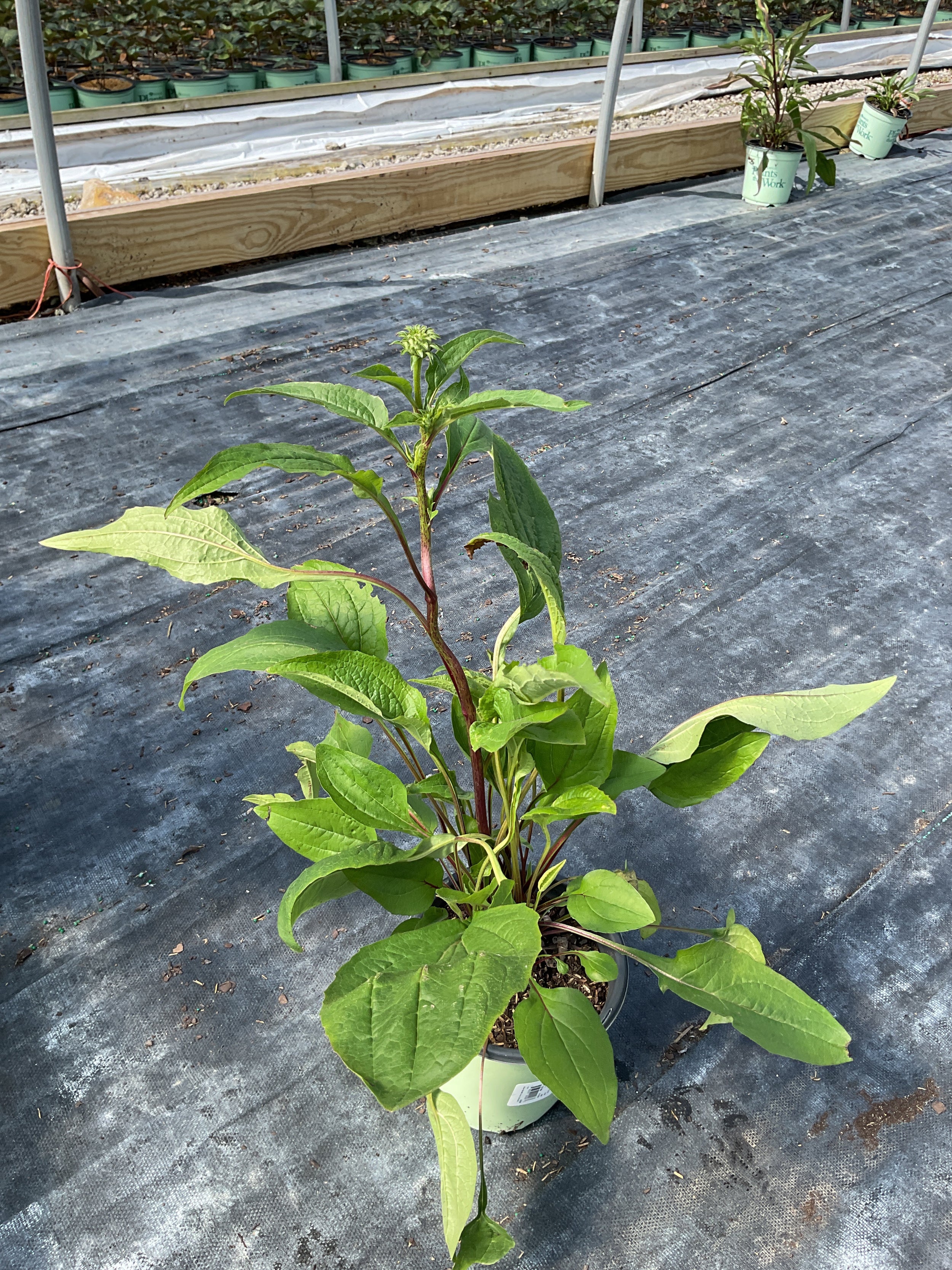 Echinacea purpurea 'Ruby Star'