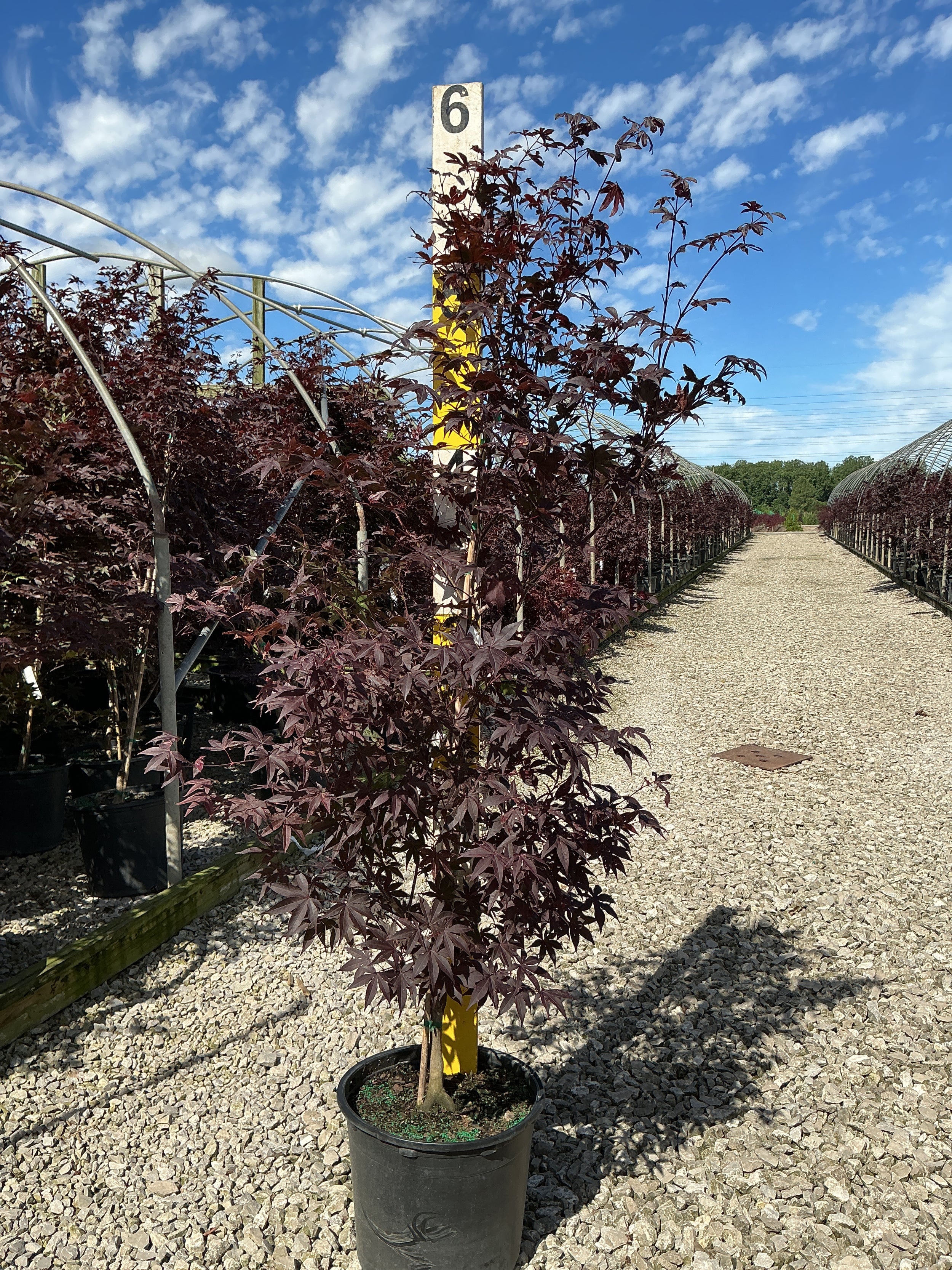 Acer palmatum 'Emperor l'